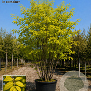 Ptelea trifoliata 'Aurea' 250-300 cm cont. 110L meerstammig