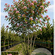 Sorbus commixta 'Carmencita' 250-300 cm cont. 110L meerstammig
