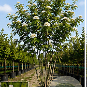Sorbus commixta 200-250 cm cont. 70L meerstammig