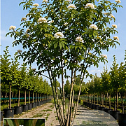 Sorbus scalaris 250-300 cm cont. 180L meerstammig