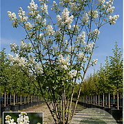 Syringa reticulata 'Ivory Silk' 175-200 cm cont. 70L meerstammig