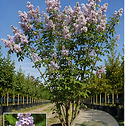 Syringa v. 'Katherine Havemeyer' 150-175 cm cont. 70L meerstammig