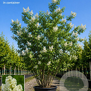 Syringa v. 'Mme Lemoine' 150-175 cm cont. 70L meerstammig