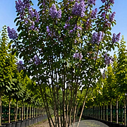 Syringa v. 'Michel Buchner' 150-175 cm cont. 110L meerstammig