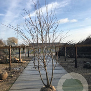 Tilia cordata 200-250 cm cont. 130L meerstammig