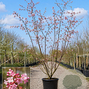 Viburnum bodn. 'Charles Lamont' 200-250 cm cont. 110L meerstammig