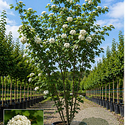 Viburnum opulus 150-175 cm cont. 55L meerstammig