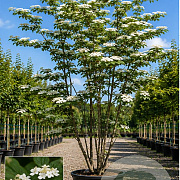 Viburnum plicatum 150-175 cm cont. 110L meerstammig