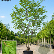 Zelkova serrata 200-250 cm cont. 110L meerstammig