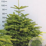 Abies nordmanniana 100-125 cm met kluit