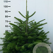 Abies nordmanniana 80-100 cm met kluit