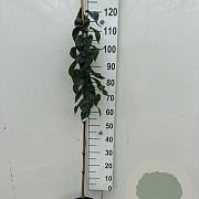 Syringa v. 'Michel Buchner' 100-125 cm 5,0L