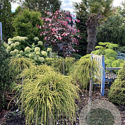 Thuja plicata 'Golden Whipcord' 40 cm 15L