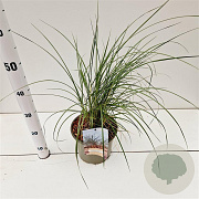Ammophila arenaria gm 4,0L