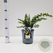 Berberis buxifolia 'Nana' 20-30 cm 2,5L