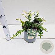 Berberis frikartii 'Amstelveen' 20-30 cm 2,5L
