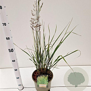 Calamagrostis acut. 'Overdam' gm 4,0L