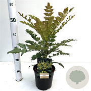 Mahonia media 'Charity' 25-30 cm 2,5L