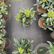 Skimmia confusa 'Kew Green' 20-25 cm 2,0L