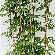 Wisteria flor. 'Honbeni' 100-125 cm rozenpot 2L