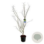 Acer Arctic Jade 175-200 cm 30L extra