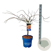 Acer Ice Dragon 100-125 cm 15L