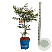 Acer Ice Dragon 125-150 cm 15L