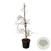 Acer Ice Dragon 200-225 cm cont. 55L extra