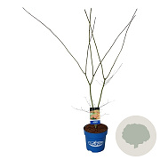 Acer North Wind 125-150 cm 15L