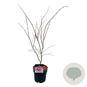 Acer pal. 'Atropurpureum' 60-80 cm