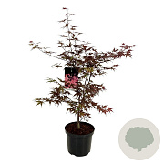 Acer pal. 'Bloodgood' 80-100 cm P27