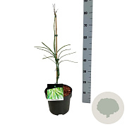 Acer pal. 'Dissectum' 50-60 cm 4,5L