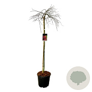 Acer pal. 'Orangeola' 160 cm stam 30L