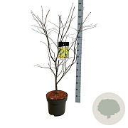 Acer pal. 'Osakazuki' 80-100 cm P27