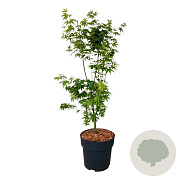 Acer palmatum 'Tsukawa Silloueth' 50-60 cm 4,5L