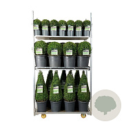 Buxus sempervirens 50-60 cm 4,5L