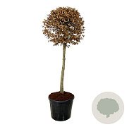 Carpinus betulus 125 cm stam cont. 90L