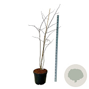 Cladrastis kentukea 170-200 cm cont. 55L extra