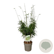 Fargesia robusta 'Tauro' 80-100 cm P27