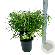 Fargesia rufa 40-60 cm 6,5L