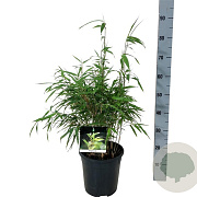 Fargesia rufa 50-60 cm 6L