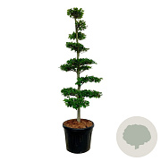 Fagus sylvatica 175-200 cm cont. 90L bonsai