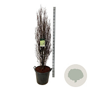 Frangula alnus Fine Line 150-175 cm cont. 55L extra