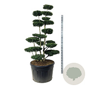 Ilex crenata 'Green Hedge' 175-200 cm cont. 230L bonsai