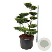 Ilex crenata 'Green Lustre' 150-175 cm cont. 230L