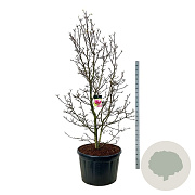 Magnolia 'Genie' 225-250 cm cont. 230L solitair