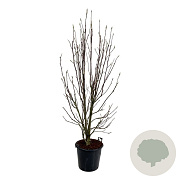 Magnolia 'Heaven Scent' 200-225 cm cont. 55L extra