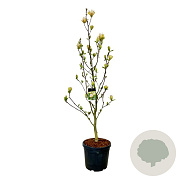 Magnolia 'Sunsation' 225-250 cm cont. 55L extra