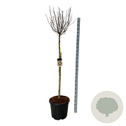 Magnolia 'Susan' 150 cm stam cont. 55L