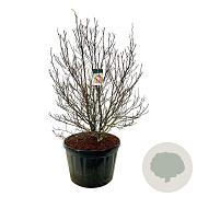 Magnolia 'Susan' 175-200 cm cont. 230L solitair
